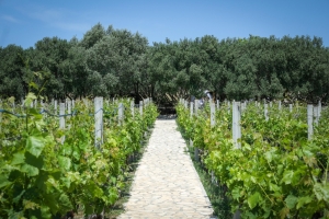 Javni poziv za dodjelu potpore poljoprivredi i ruralnom razvoju na području Grada Zadra za 2025. godinu